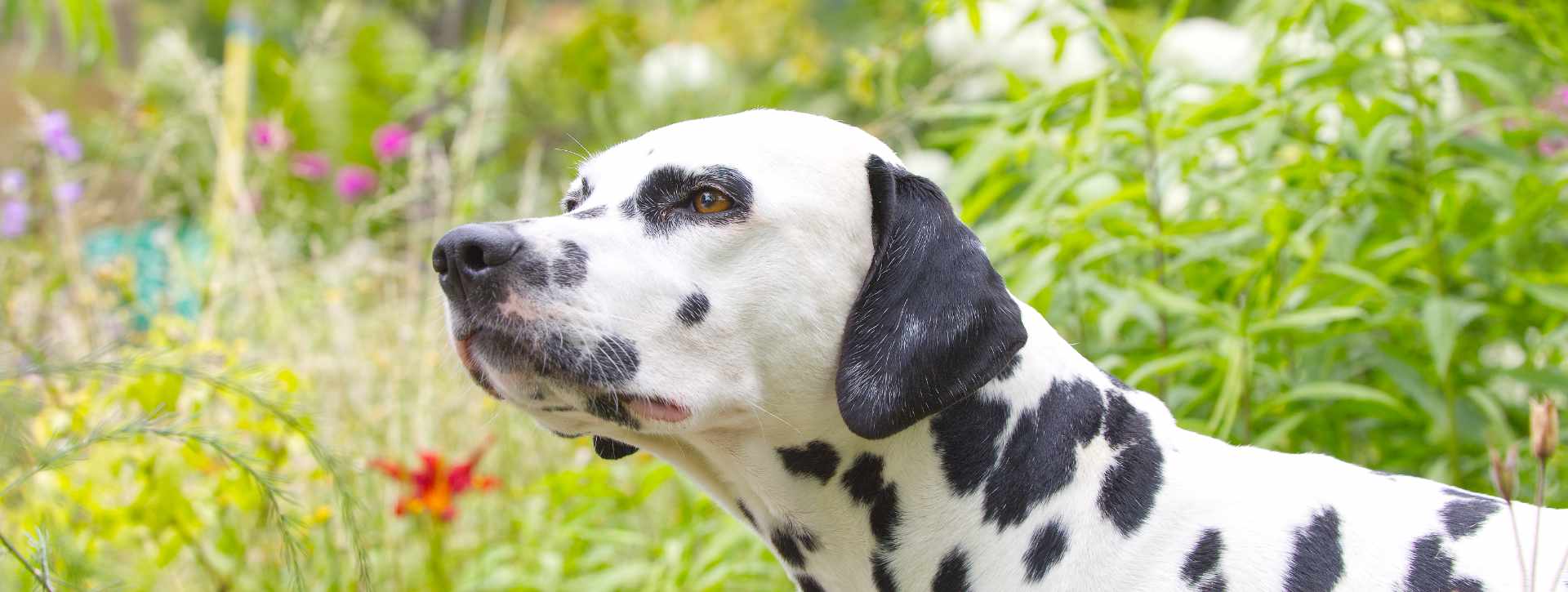 Applecreek Dalmatians - Dalmatiner vom Äpfelbach