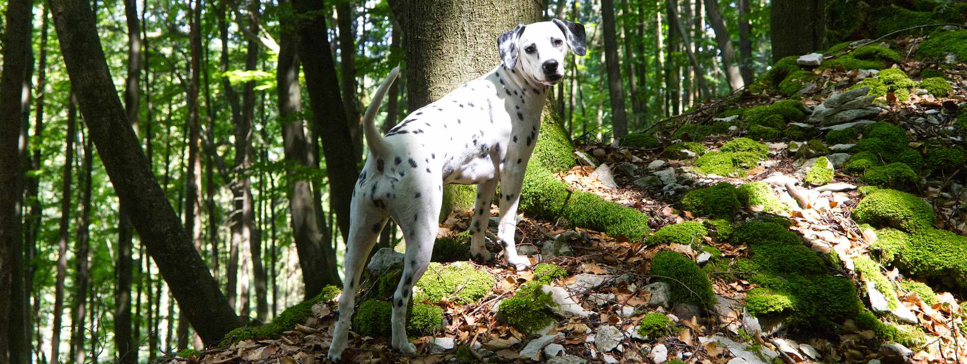 Applecreek Dalmatians - Dalmatiner vom Äpfelbach