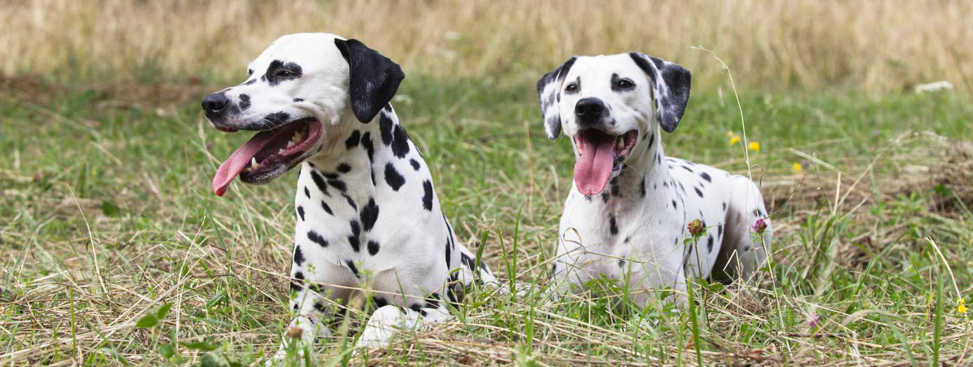 Applecreek Dalmatians - Dalmatiner vom Äpfelbach