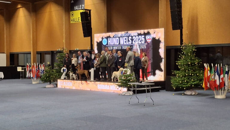 🇦🇹HUND WELS – 4 shows