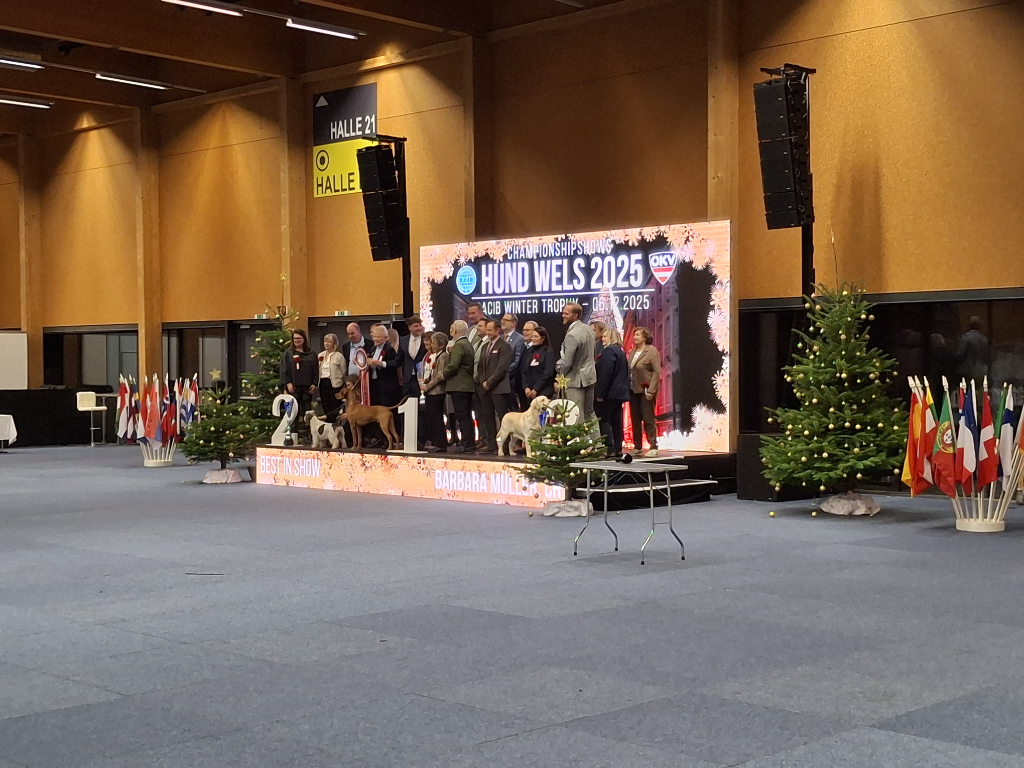 🇦🇹HUND WELS – 4 shows