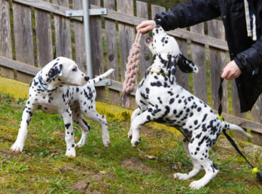 Jerry & Karl suchen ihre Familie