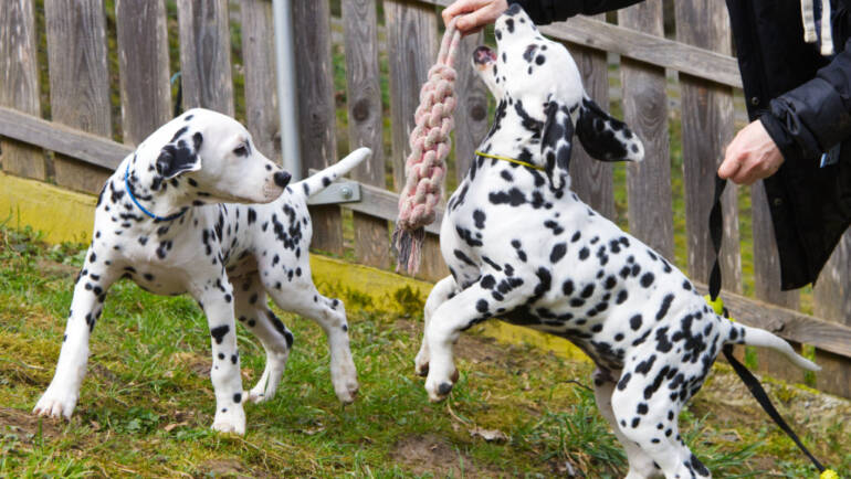 Jerry & Karl suchen ihre Familie